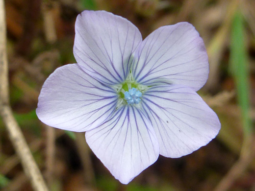 Pale Flax; Linum bienne along the Ossagon Trail, Prairie Creek Redwoods State Park, California