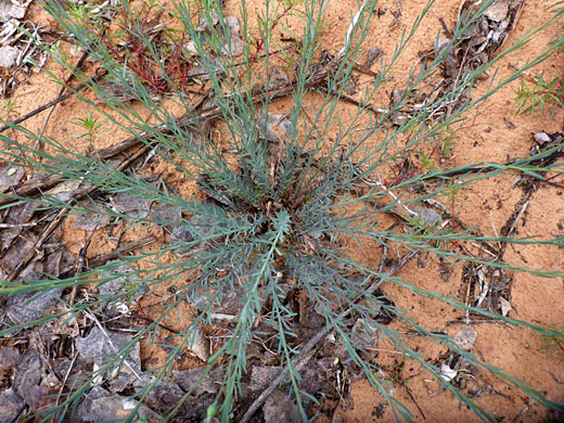Many stems