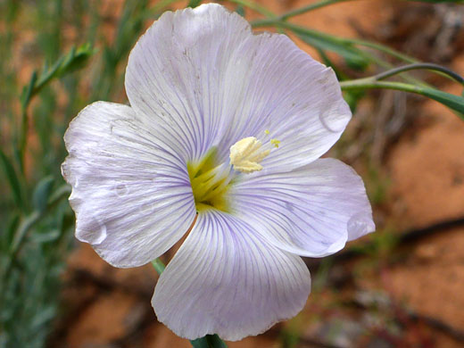 Veined white petals
