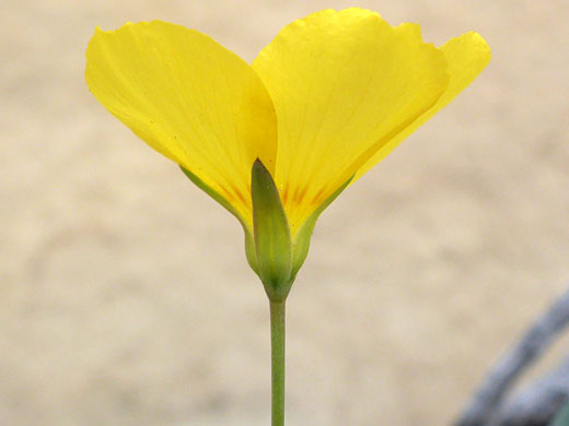 Hairless calyx lobes