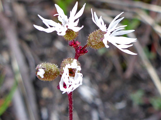 Bulbous Woodland Star; Bulbous woodland star (lithophragma glabrum), Bishops Pass Trail, Sierra Nevada, California