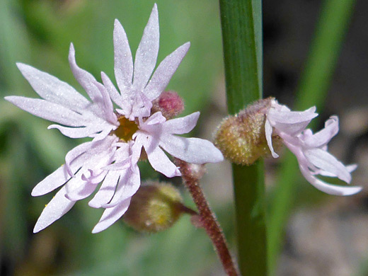 Slender Woodland-Star; Lithophragma tenellum, La Sal Mountains, Utah