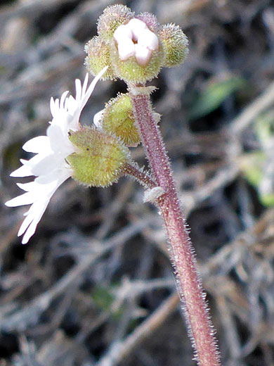 Hairy stem