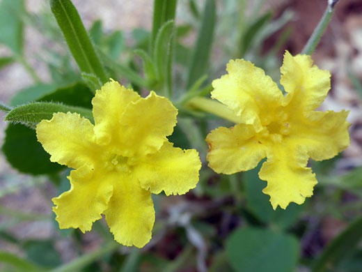 Two fringed flowers
