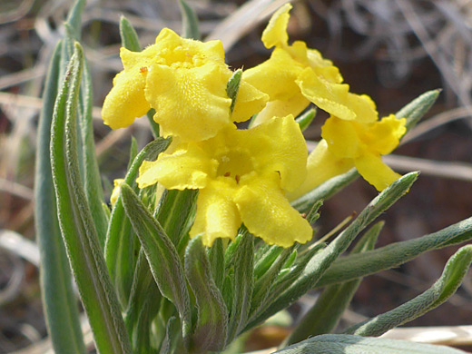 Fringed Gromwell; Fringed gromwell (lithospermum incisum), Picture Canyon, Flagstaff, Arizona