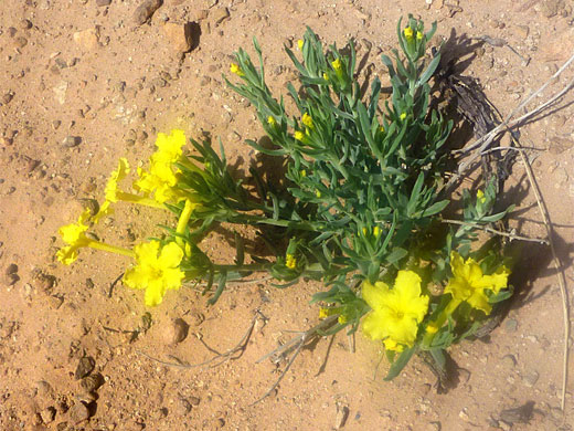 Trumpet-shaped flowers