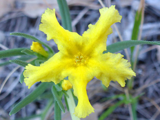 Fringed Gromwell