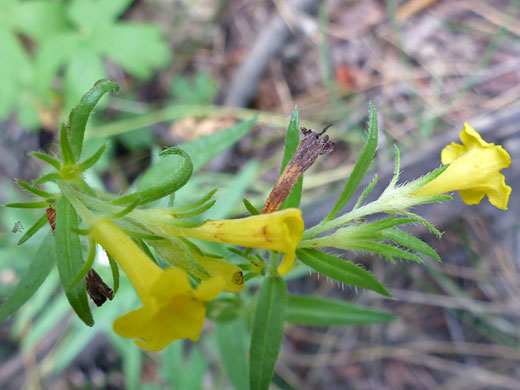 Manyflowered Stoneseed; Manyflowered stoneseed (lithospermum multiflorum), Sand Creek, Escalante, Utah