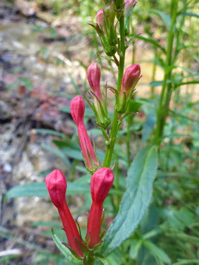 Cardinal Flower