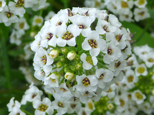 Sweet Alison; Spherical flower cluster of lobularia maritima (sweet alison), in Morro Bay State Park