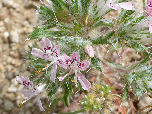 Desert Calico