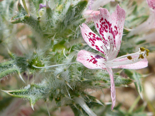 Desert Calico; Loeseliastrum matthewsii, Joshua Tree National Park, California