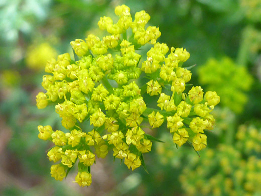 Fernleaf Biscuitroot; Yellow flowers - inflorescence of lomatium dissectum, along the Long Canyon Trail, Sedona, Arizona