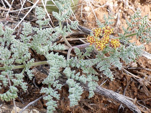 Grey-green foliage