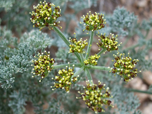 Mojave Desert Parsley; Compound umbel of small yellow flowers - lomatium mohavense along the High View Trail, Joshua Tree National Park, California