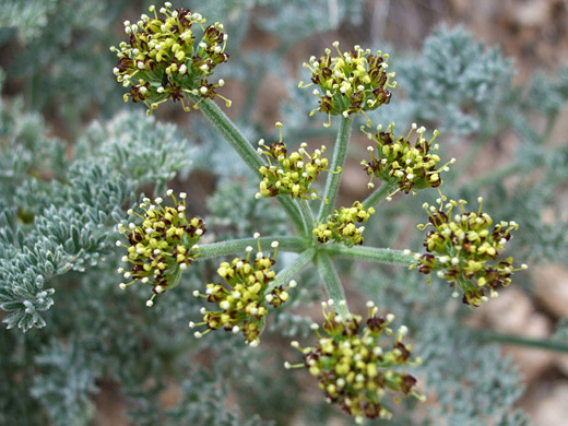 Mojave Desert Parsley; Lomatium mohavense along the High View Trail, Joshua Tree National Park, California