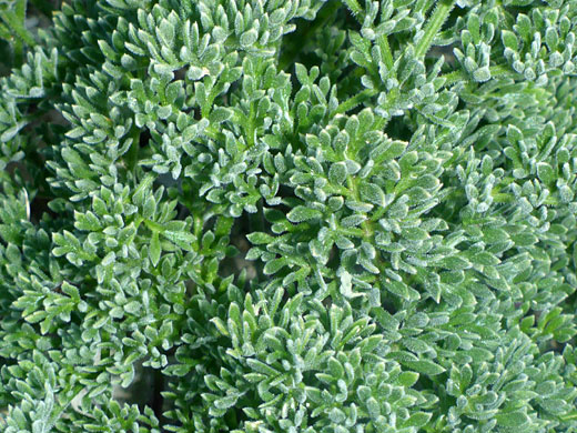 Finely-divided leaves