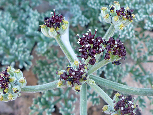 Purple flowers