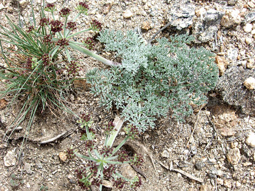 Mojave Desert Parsley