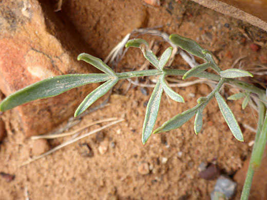 Lobed leaf