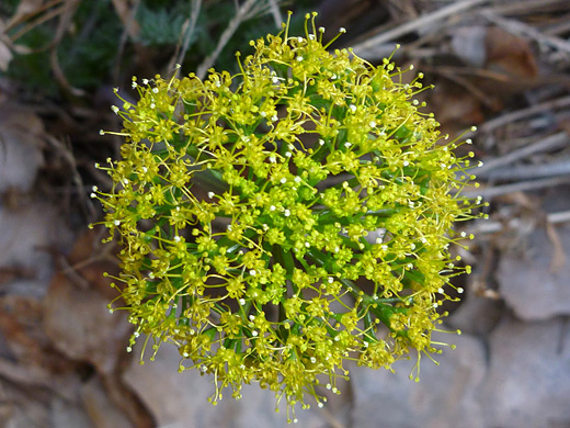 Parry's Biscuitroot; Cluster of the tiny yellow-green flowers of lomatium parryi (Parry's biscuitroot), Yant Flat, Pine Valley Mountains