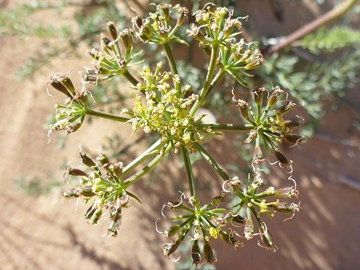 Parry's Biscuitroot