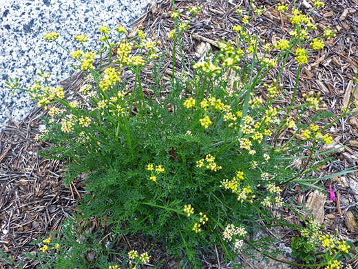Many stems and leaves