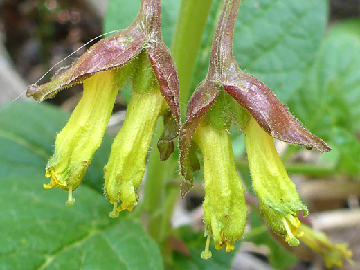 Black Twinberry; Lonicera involucrata, Bear Creek Trail, Telluride, Colorado