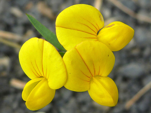 Garden Bird's-Foot-Trefoil; Lotus corniculatus in Sisters Rocks State Park, Oregon