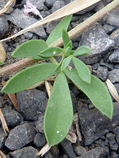 Prostrate stem