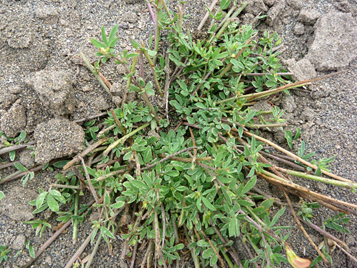 Garden Bird's-Foot-Trefoil