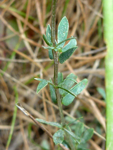 Stem and leaves