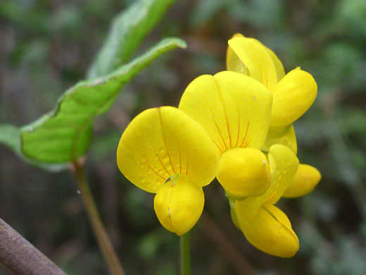 Narrow-Leaf Bird's-Foot-Trefoil