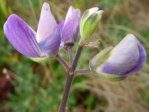 White-Leaf Bush Lupine; Lupinus albifrons, Sisters Rocks State Park, Oregon