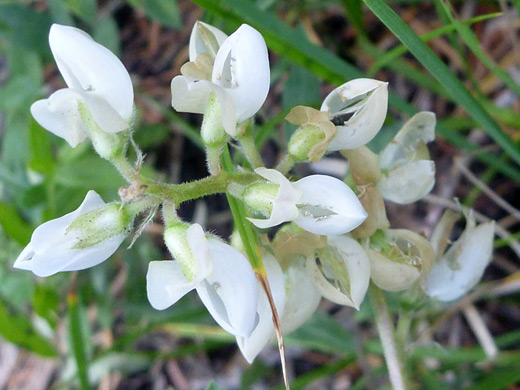 Anderson's Lupine; Lupinus andersonii, Garfield Peak Trail, Crater Lake National Park, Oregon