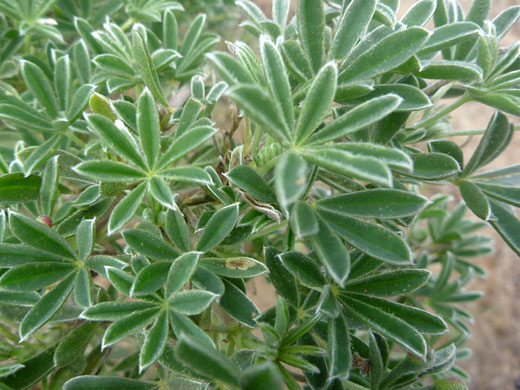 Tree Lupine