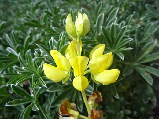 Tree Lupine; Yellow flowers of the tree lupine (lupinus arboreus), in Point Reyes National Seashore, California