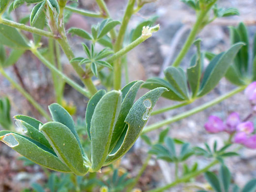 Folded leaflets
