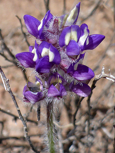 Shortstem Lupine; White and purple petals of lupinus brevicaulis flowers, along the Scheurman Mountain Trail, Sedona, Arizona