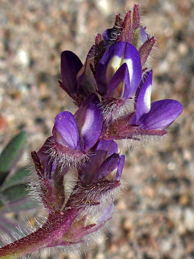 Shortstem Lupine