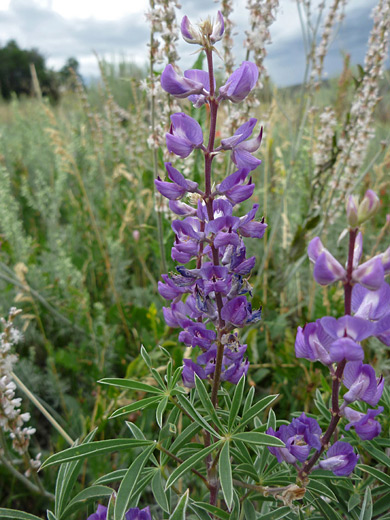 Tailcup Lupine; Lupinus caudatus (tall lupine) in Black Canyon of the Gunnison National Park, Colorado