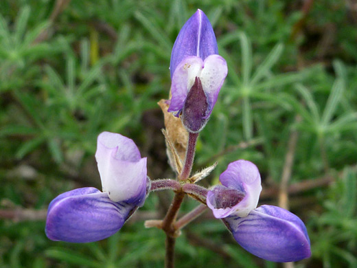 Dune Lupine; Lupinus chamissonis, Wildcat Beach Trail, Point Reyes National Seashore, California