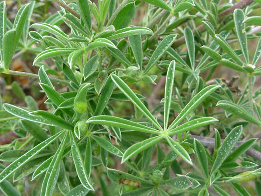 Dune Lupine