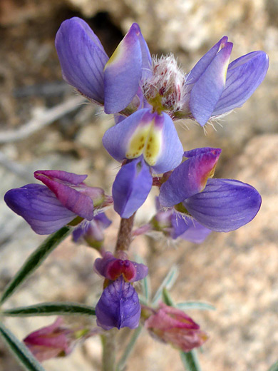 Bajada Lupine; Flower cluster of lupinus concinnus, Joshua Tree National Park, California