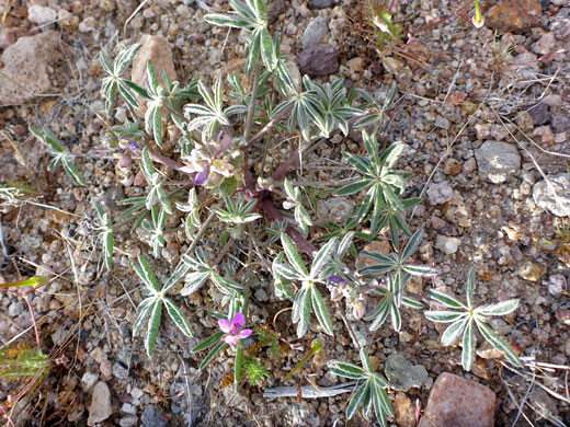 Low-growing plant