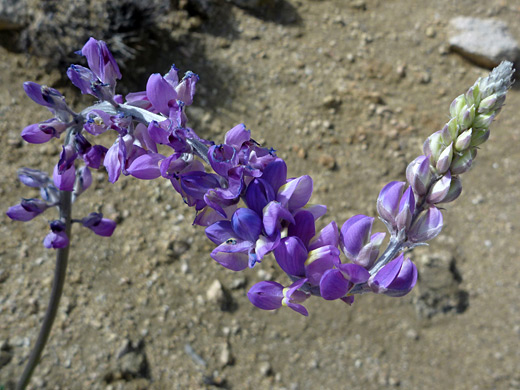 Grape Soda Lupine; Bent flower stem - lupinus excubitus along the Panorama Trail, Joshua Tree National Park, California