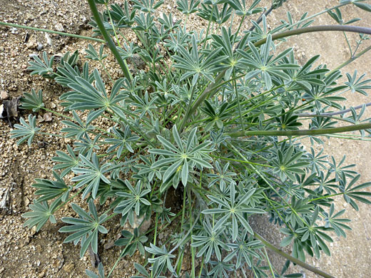 Grape Soda Lupine