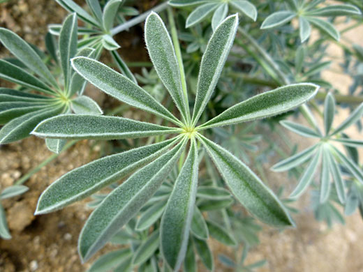 Nine leaflets