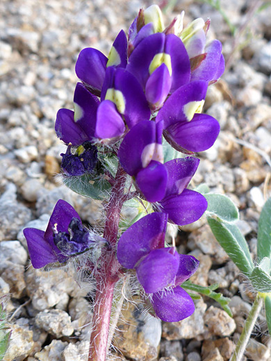 Yelloweyes; Purple flowers, with yellow-centered banner petals; lupinus flavoculatus, Alabama Hills, California