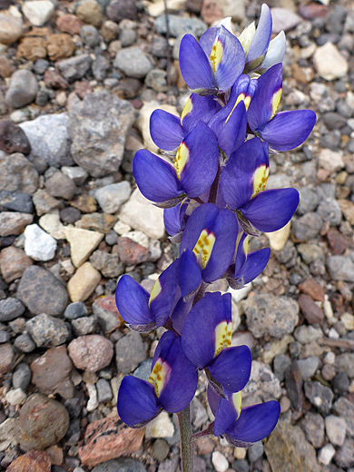 Big Bend Bluebonnet; Vertical inflorescence of lupinus havardii, Dome Trail, Big Bend Ranch State Park, Texas